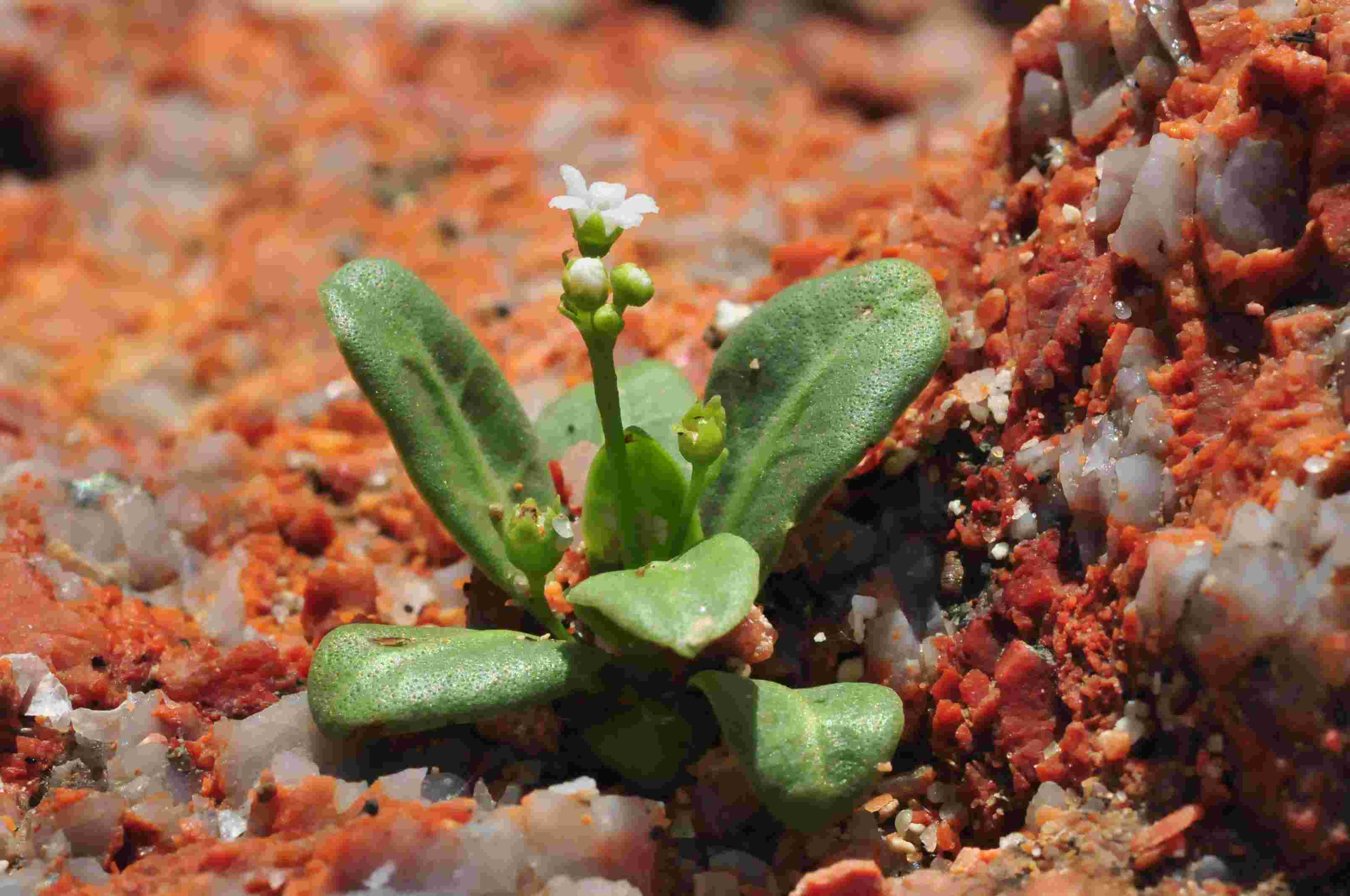 Primulaceae : Samolus valerandi